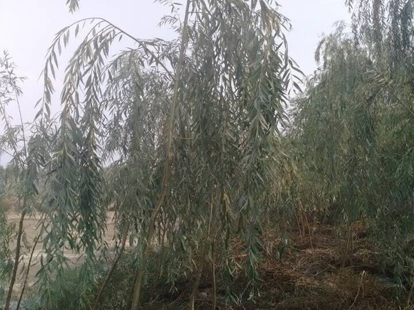 【无病无害】湖北径粗25公分青皮垂柳推荐基地