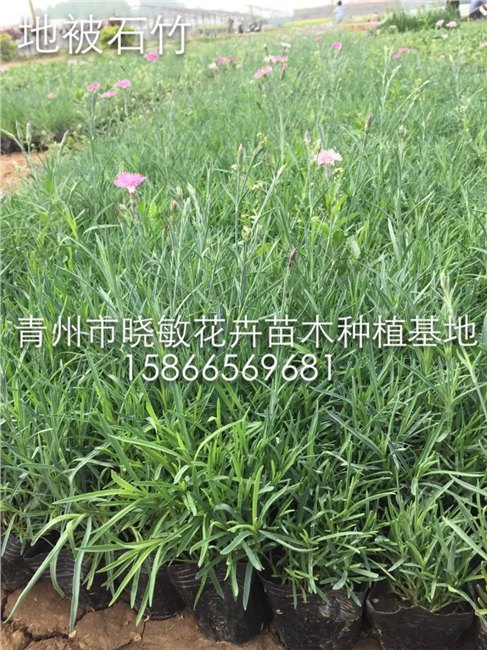 供应山东常夏石竹价格|绿化地被石竹批发|宿根草花基地