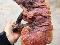 楚雄灵的芝功效：物超所值的灵芝上哪买