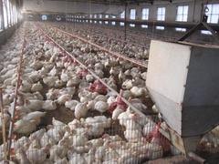 阳光温控设备供应口碑好的肉鸡料线：价位合理的肉鸡