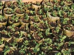 育苗基质多少钱 山东优质的育苗基质生产基地