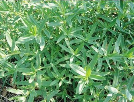 【山庄】山麻楂批发 山麻楂供应厂家 烟台山麻楂