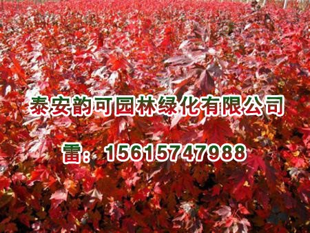 红点红枫小苗基地|想要超值的美国红点红枫扦插苗就