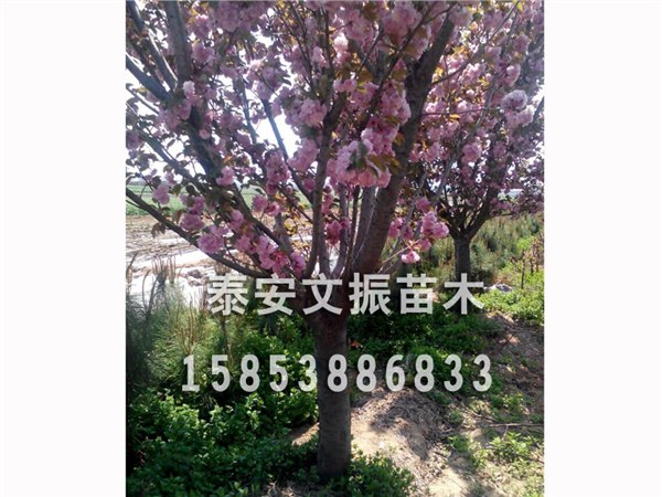 乡春季风！泰安10公分樱花基地直销/樱花价格