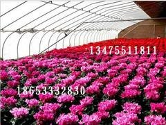 花卉温室大棚制造商，优质花卉温室大棚