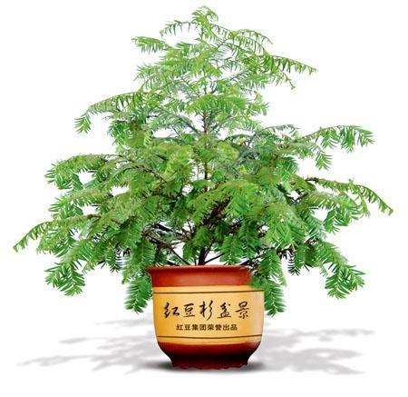 可靠的沈阳花卉租摆公司，当属绿缘花卉租摆—沈阳绿