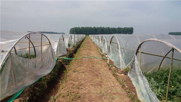 山东西瓜专用膜价格*西瓜专用膜价格价格*西瓜专用