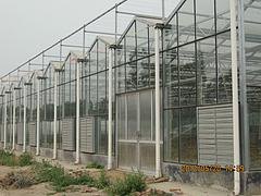 温室工程_有口碑的连栋温室工程推荐