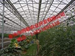 智能温室大棚维护——可信赖的智能温室大棚搭建推荐
