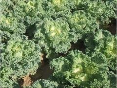 三色堇报价_抢手的羽衣甘蓝出售