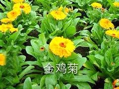 江苏草花——口碑好的草花提供商，当属弘达园艺设备