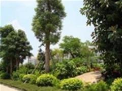 武汉绿化公司哪家好 众芳园艺供应专业的园林绿化养