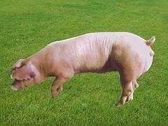 临沂长白种猪——划算的长白种猪就在宝玄种猪