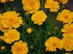 双林花卉苗木专业合作社出售专业的金鸡菊——宿根花