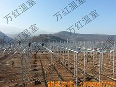 专业的连栋工程 山东靠谱的连栋温室工程