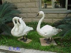 优惠的鸟类标本推荐，福建鸟类标本