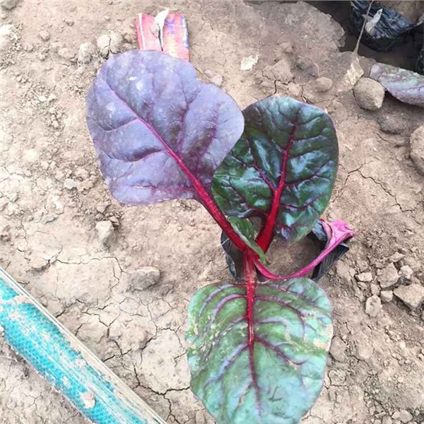 青州绿化用草花：哪里能买到高质量的草花花卉
