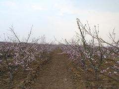 雪桃苗供应||冬桃苗批发【雪桃苗、冬桃苗】种植基