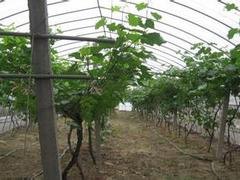 葡萄专用膜低价批发 超实惠的葡萄专用膜就在帅丰塑