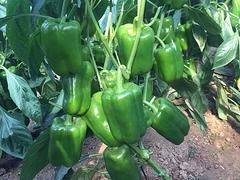 山东甜椒种苗【甜椒苗价格】甜椒苗供应商《康美》