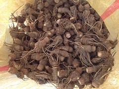 优惠的广东玛咖|划算的玛咖【推荐】