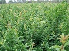 河南石榴树苗，山东优质石榴树苗批发