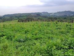 沉香树种植|划算的海南沉香种植出售