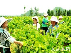高性价比的云南葡萄套袋产品   云南葡萄套袋