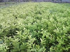 文昌尤力克柠檬苗——尤力克柠檬苗的批发价格是多少