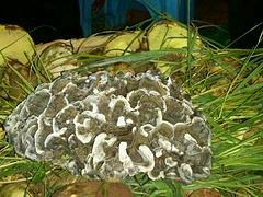 低价干巴菌_菌多多供应实惠的干巴菌