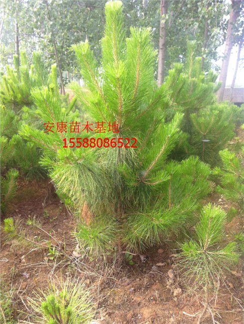 卖卖卖卖1公分油松2公分油松苗3公分油松小苗4公