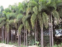 海南苗木哪家好 海南苗木推荐