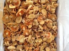昆明放心的谷熟菌供应   大理谷熟菌