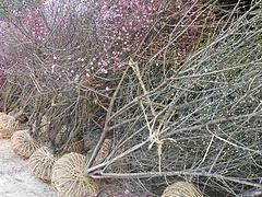 美人梅专业供应商_网购榆叶梅