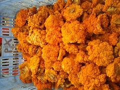 价格优惠的金耳菌推荐|广东金耳菌价格代理加盟
