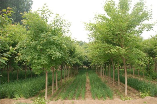易种植的五角枫树苗出售 北京五角枫树苗