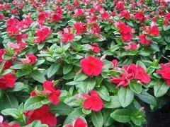 园林绿化找万美园林花卉，可靠的山东青州长春花