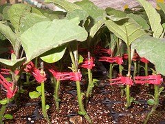 茄子苗价格：优质茄子种苗大量批发