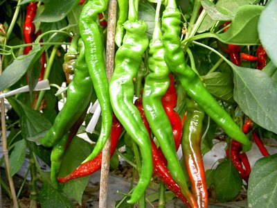 兰州新鲜蔬菜配送中心：兰州蔬菜批发那家比较便宜？