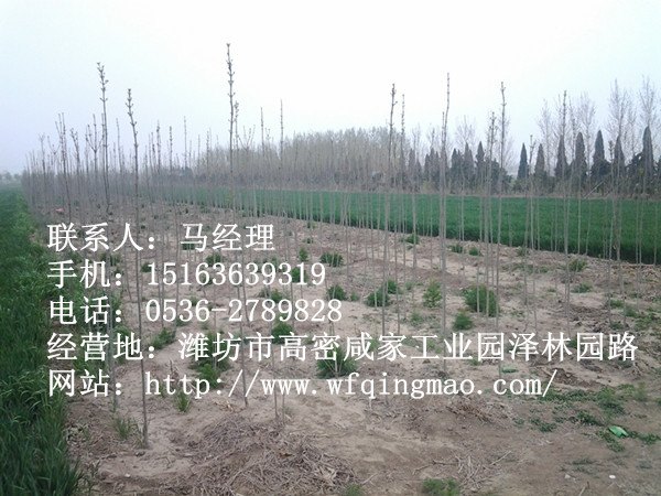 【高密白蜡种植】青州白蜡价格 潍坊白蜡供应厂家 