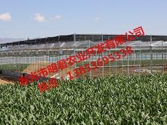 新型智能温室大棚|创新型的智能温室大棚推荐