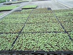 想买优质育苗穴盘，就到广裕农业   ——育苗穴盘