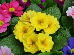 出售报春花——想要优惠的时令草花就来浩地花卉苗木