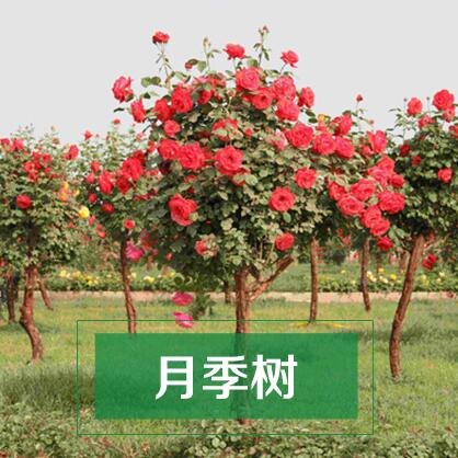 国际月季花产业平台提供南阳树状月季