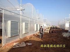 哪里有提供结实耐用的山东万红薄膜连栋温室大棚|杭