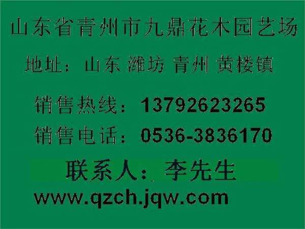 山东粉黛乱子草价格 山东粉黛乱子草批发基地 青州宿根花卉