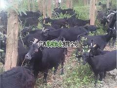 草根牧业划算的马山黑山羊出售，广西马山黑山羊