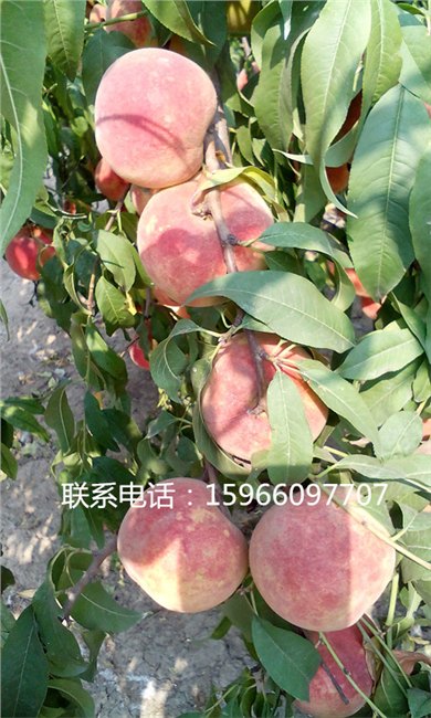 山东金秋红蜜桃*金秋红蜜桃价格*金秋红蜜桃基地*