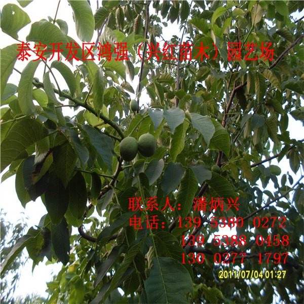核桃苗价格信息