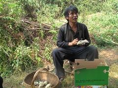 新品干巴菌批发【云南】 大理干巴菌